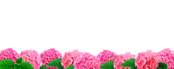 Border of pink hortensia flowers isolated on white background