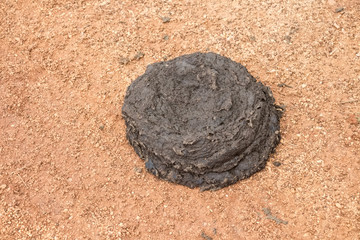 Fresh buffalo dung