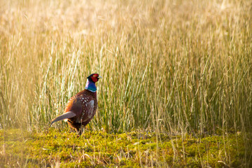 Pheasant looking back