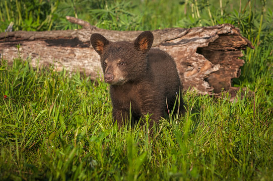 Black Bear Cub (Ursus americanus) Stands Near Log