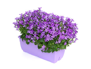 Jardinière de Campanule muralis