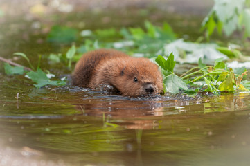 North American Beaver Kit (Castor canadensis) Flattens Out in Water