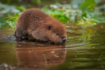 Naklejka premium North American Beaver Kit (Castor canadensis) Reflected in Water
