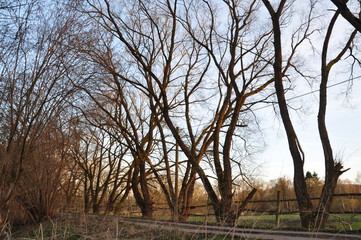 Fototapeta premium Weiden am Wegesrand