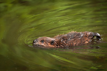 North American Beaver Kit (Castor canadensis) Swims Left