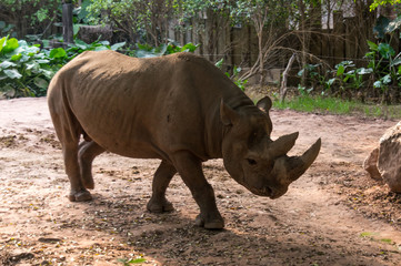 Obraz premium Large rhinoceros is walking in the park in China 