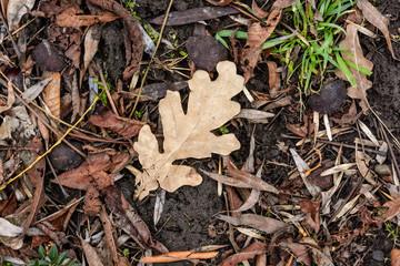 Single leaf on background from autumn foliage