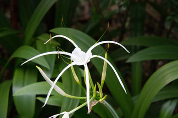 Orchidea al parco botanico © Roberto Brambilla