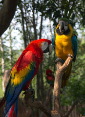 Fototapeta na wymiar A couple of bright parrots in the China Zoo 