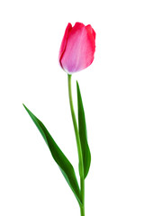Pink tulip spring flower isolated on white background