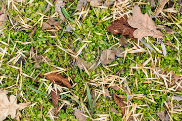 Background from autumn foliage and grass on ground