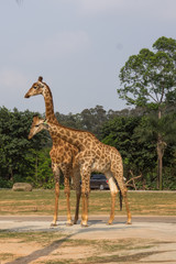 The couple of giraffes is walking in the safari park in China © yashka7