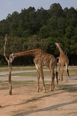 The couple of giraffes is walking in the safari park in China
