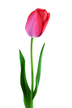 one pink tulip over white vertical composition