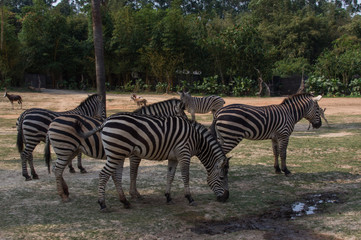 Fototapeta na wymiar The group of zebras is walking in the safari park 
