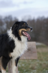 outdoor australian shepherd portrait