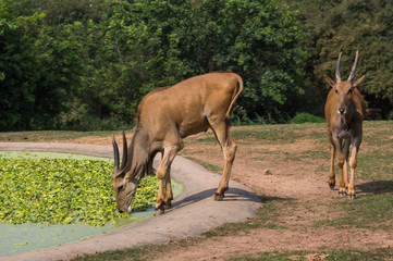 Two antelopes walk in the safari park near the lake
