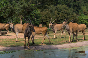 The group of antelopes is walking in the safari park near the lake

