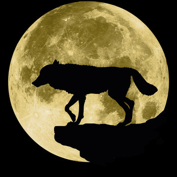 wolf on a background of the moon. Black and white silhouette illustration of a predatory animal 