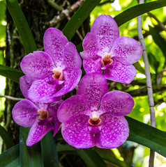 Orchidea a Singapore © Roberto Brambilla