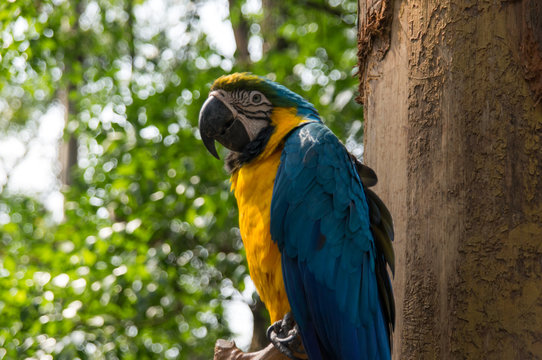 The portrait of the bright blue and yellow parrot in the China Zoo