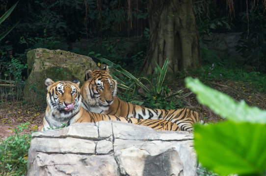 The couple of Amur tigers is walking in the safari park in China
