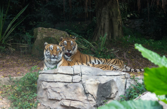 The couple of Amur tigers is walking in the safari park in China