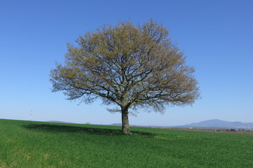 Quercia