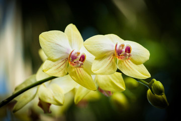 Fototapeta na wymiar Orchids bloom