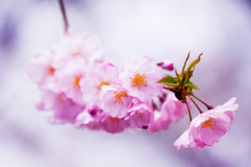 Sakura bloom