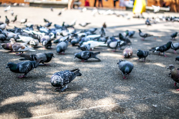 Obraz premium piccioni in piazza