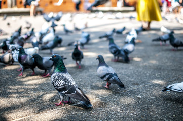 piccioni in piazza
