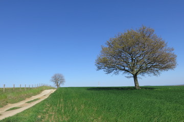 Strada di campagna con quercia nel campo