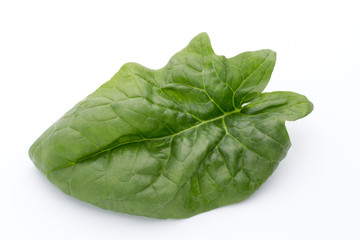 Fresh leaves of spinach on the white background.