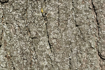 Old bark macro