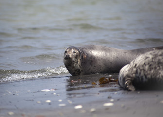 Halichoerus grypus