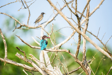 White-throated kingfisher or Halcyon smyrnensis