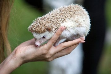 A cute little hedgehog African white- bellied