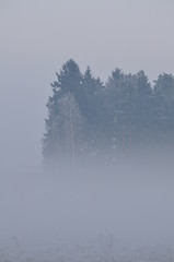 Mgła w lesie zimą - obrazy, fototapety, plakaty