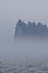 Mgła zimą - obrazy, fototapety, plakaty