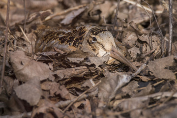 Woodcock at nest 