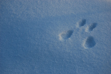 Squirrel tracks in snow