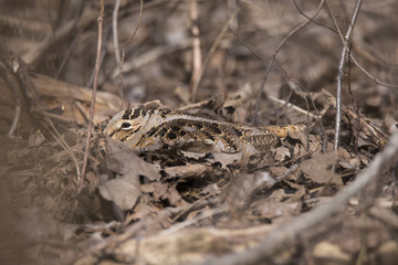 Woodcock at nest 