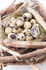 Obraz premium Quail eggs of birds nest. Easter composition.