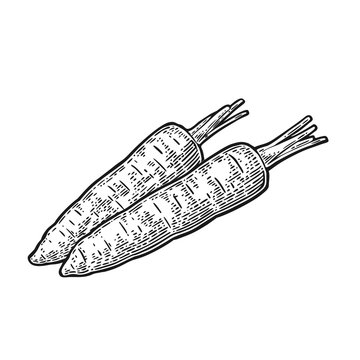 Two carrots. Vector black vintage engraved illustration isolated on white background