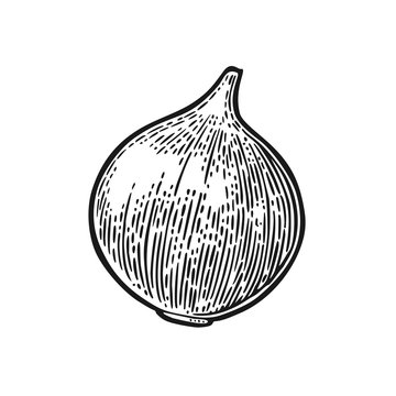 Onion. Vector black vintage engraved illustration isolated on white background