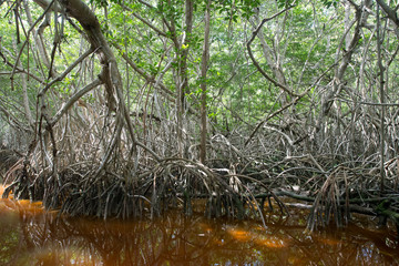 Mangrove forest in Ria Celestun, Mexico