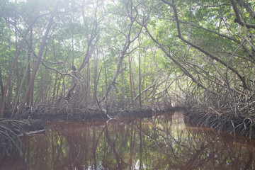 Fototapeta na wymiar Mangrove forest in Ria Celestun, Mexico