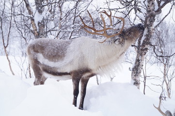 Obraz premium Wildlife.