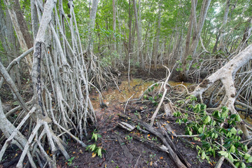 Mangrove forest in Ria Celestun, Mexico